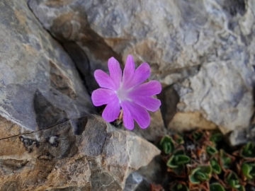 2017-06-11 cima Venegiota e Primula tyrolensis (173)