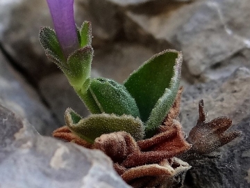 2017-06-11 cima Venegiota e Primula tyrolensis (174) - Copia