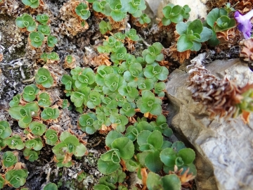 2017-06-11 cima Venegiota e Primula tyrolensis (175)