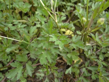 2020-06-01-Ranunculus-tuberosus-1