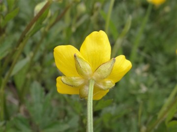 2020-06-01-Ranunculus-tuberosus-3