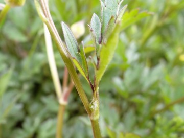 2020-06-01-Ranunculus-tuberosus-5