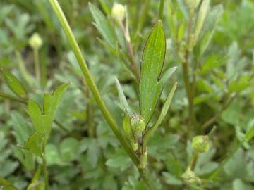 2020-06-01-Ranunculus-tuberosus-8