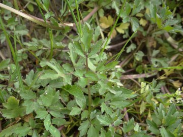 2020-06-01-Ranunculus-tuberosus-9
