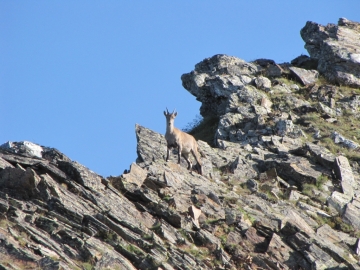 2009-09-01 sentiero alpini abiolo 009.jpg