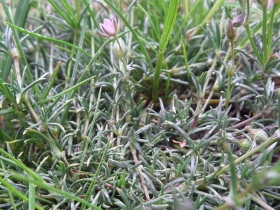 2011-06-12 Spergularia rubra (13)