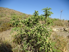 2018-Creta fiori (41)