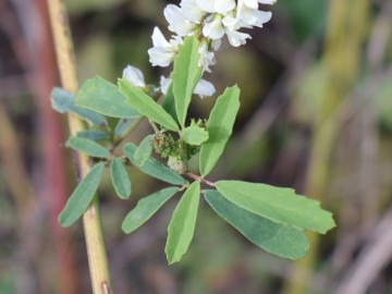 2026-10-28-malga-Mignolino-Melilotus-16a