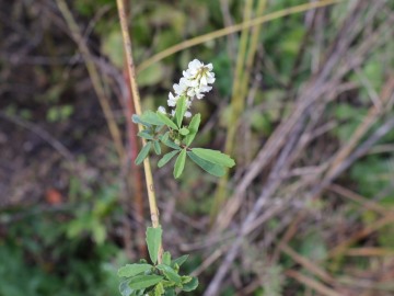 2026-10-28-malga-Mignolino-Melilotus-16