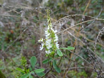 2026-10-28-malga-Mignolino-Melilotus-11