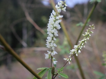 2026-10-28-malga-Mignolino-Melilotus-12