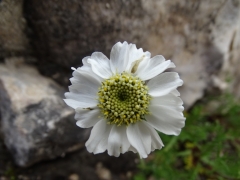 Achillea barrelieri