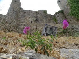 2016-08-19 Obidos 030