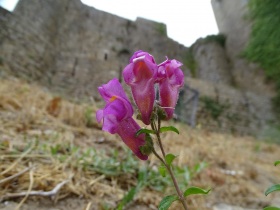 2016-08-19 Obidos 031