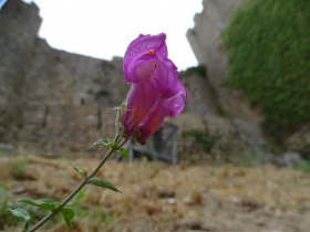 2016-08-19 Obidos 032