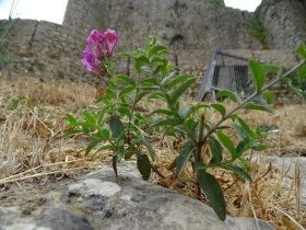 2016-08-19 Obidos 033