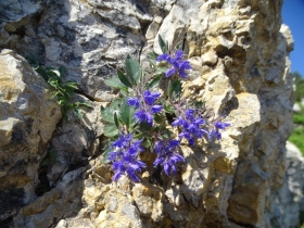 2016-07-09 Cornetto Pasubio (42)