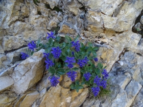 2016-07-09 Cornetto Pasubio (55)