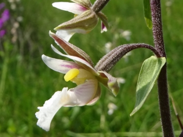 2016-06-24 Epipactis palustris Fratta (10) - Copia