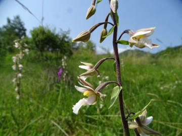 2016-06-24 Epipactis palustris Fratta (10)