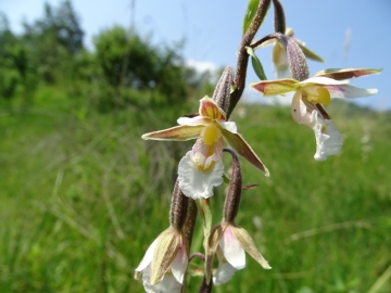 2016-06-24 Epipactis palustris Fratta (13)