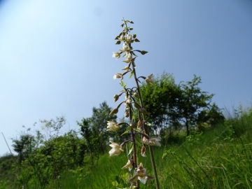 2016-06-24 Epipactis palustris Fratta (19)
