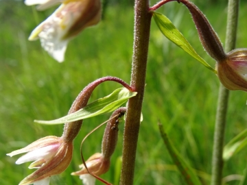 2016-06-24 Epipactis palustris Fratta (22) - Copia