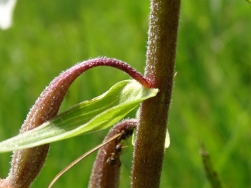 2016-06-24 Epipactis palustris Fratta (22)