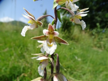 2016-06-24 Epipactis palustris Fratta (25)