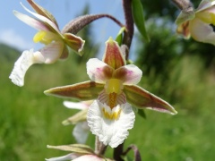 Epipactis palustris