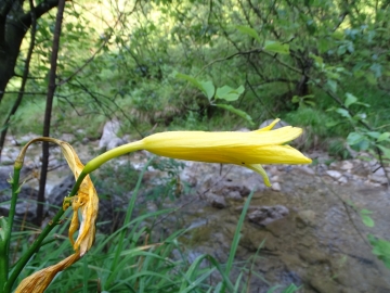 2016-06-24 Hemerocallis lilio-asphodelus Gaino (14)