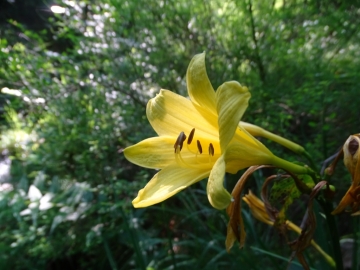 2016-06-24 Hemerocallis lilio-asphodelus Gaino (32)