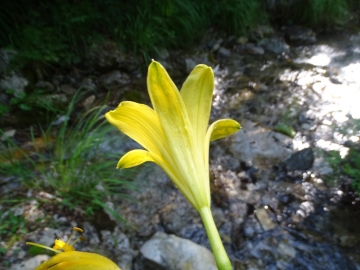 2016-06-24 Hemerocallis lilio-asphodelus Gaino (33)