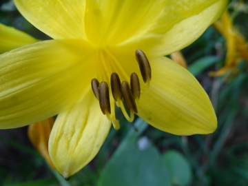 2016-06-24 Hemerocallis lilio-asphodelus Gaino (36)