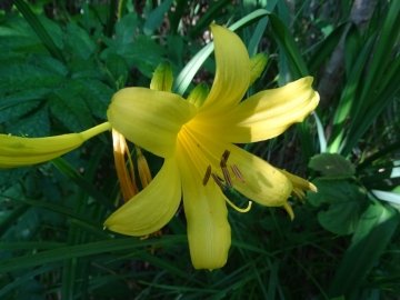 2016-06-24 Hemerocallis lilio-asphodelus Gaino (41)