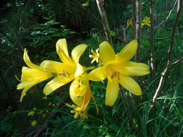 2016-06-24 Hemerocallis lilio-asphodelus Gaino (46)