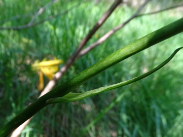 2016-06-24 Hemerocallis lilio-asphodelus Gaino (47)