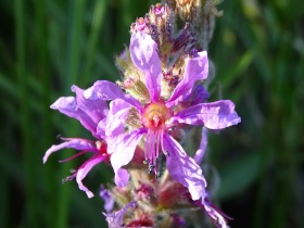 2016-08-22 fiori Albufeira Lythrum salicaria 001