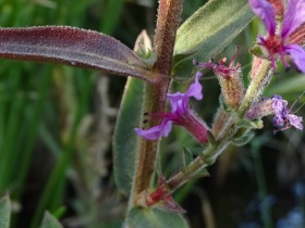 2016-08-22 fiori Albufeira Portogallo 004