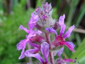 2016-08-22 fiori Albufeira Portogallo 005