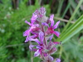 2016-08-22 fiori Albufeira Portogallo 006