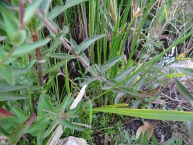 2016-08-22 fiori Albufeira Portogallo 011