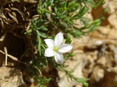 Moehringia dielsiana