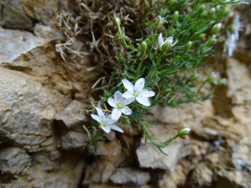 2016-0610 Moheringia dielsiana Plagna (11)