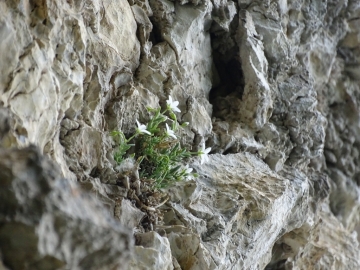 2016-0610 Moheringia dielsiana Plagna (24)