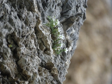 2016-0610 Moheringia dielsiana Plagna (25)