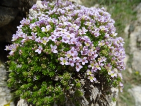 2016-06-19 Pasubio cima Palon (38)