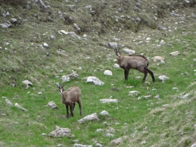 2016-06-19 Pasubio cima Palon (51)