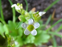 Saxifraga depressa