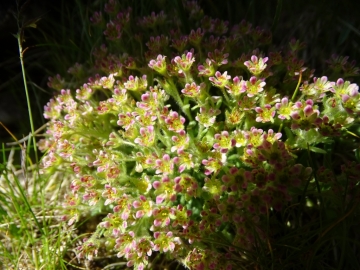 2016-08-03 Saxifraga facchinii Rosetta ( (37)